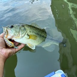 ラージマウスバス