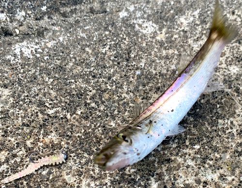 アカカマスの釣果