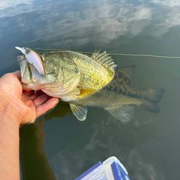 ラージマウスバス