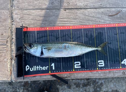 マサバの釣果