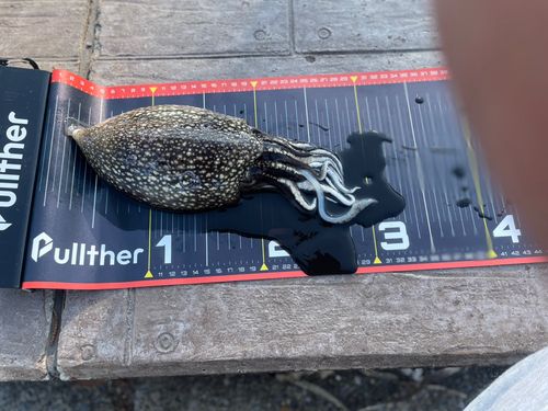 シリヤケイカの釣果