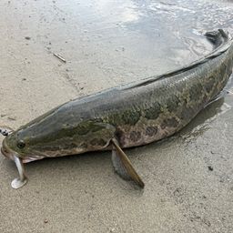 スモールマウスバス