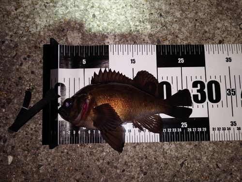メバルの釣果