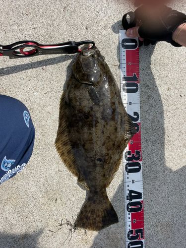 ヒラメの釣果