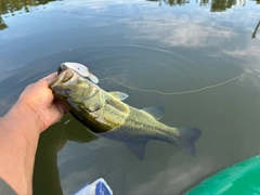 ラージマウスバスの釣果