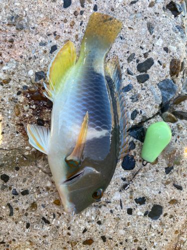 モンガラカワハギの釣果