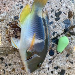 モンガラカワハギ