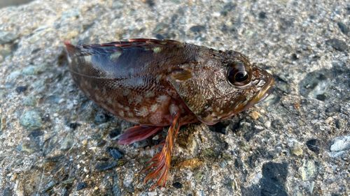 アラカブの釣果