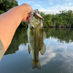 ラージマウスバス