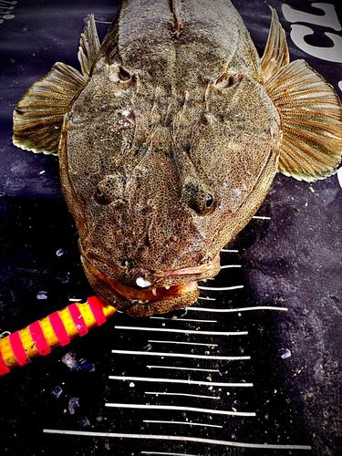 マゴチの釣果