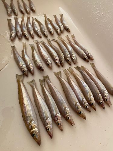キスの釣果