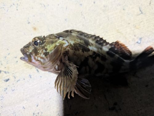 カサゴの釣果