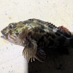 カサゴ