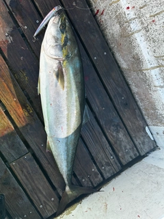 ブリの釣果