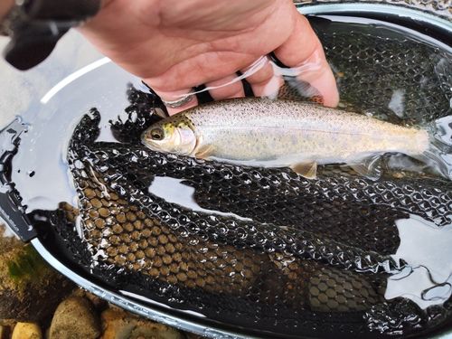 ニジマスの釣果