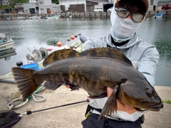 アイナメの釣果