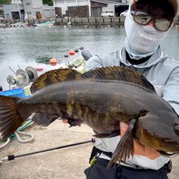 アイナメ