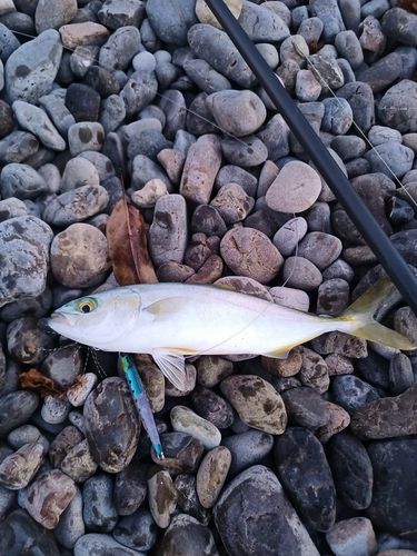 ツバスの釣果