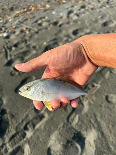 ショゴの釣果