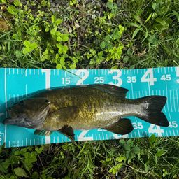 スモールマウスバス