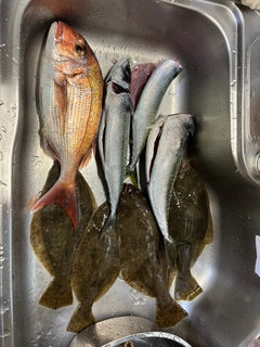 ヒラメの釣果