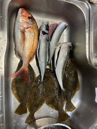 ヒラメの釣果