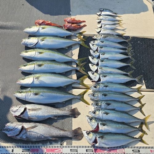 ハマチの釣果