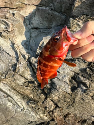 アカハタの釣果