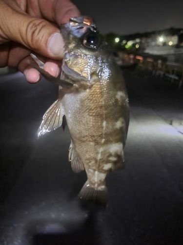 メバルの釣果