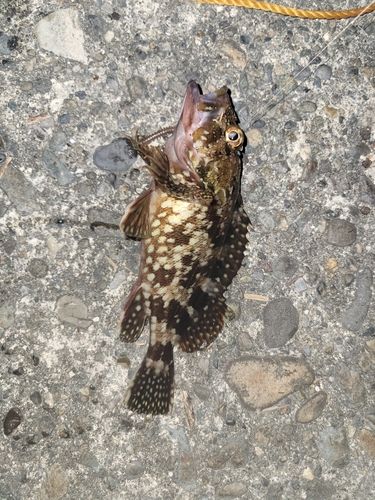 カサゴの釣果