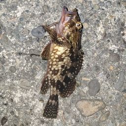 カサゴ