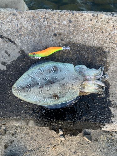 モンゴウイカの釣果