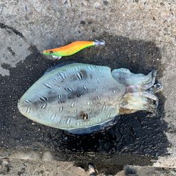 モンゴウイカ