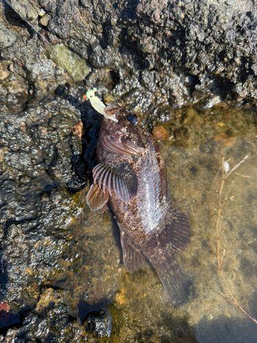 クロソイの釣果