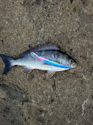 イサキの釣果