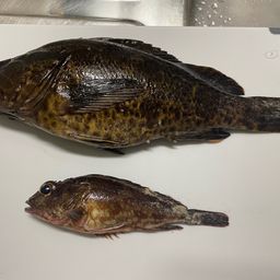 タケノコメバル