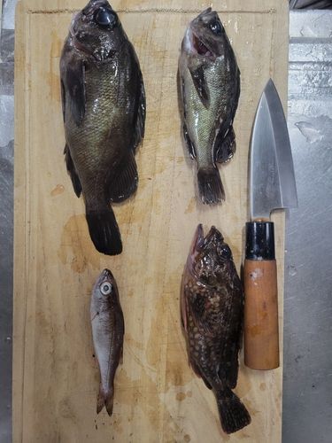 クロムツの釣果