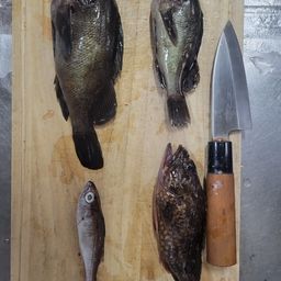 クロムツ