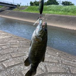 スモールマウスバス