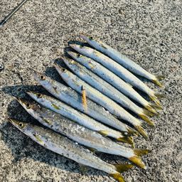 カマス