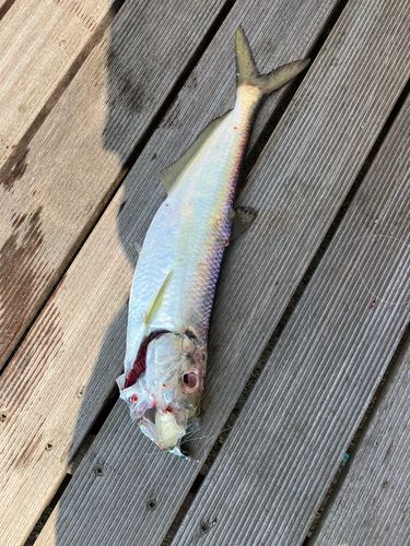 ヒラの釣果