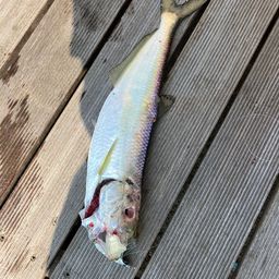 ヒラ