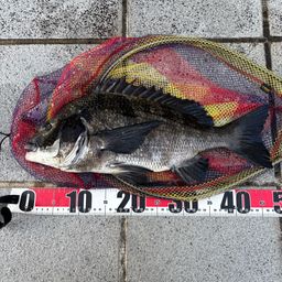 クロダイ