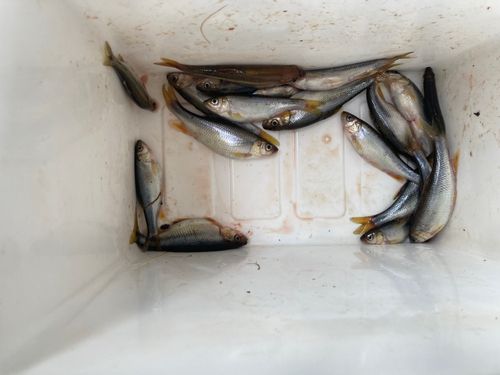 カワムツの釣果