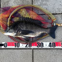クロダイ