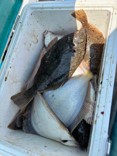 マガレイの釣果