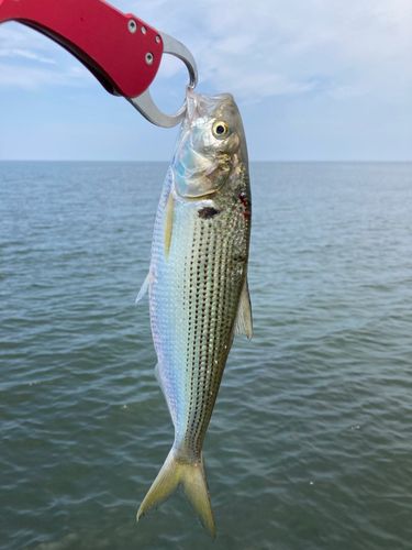 コノシロの釣果