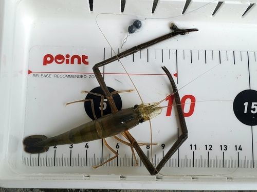 テナガエビの釣果