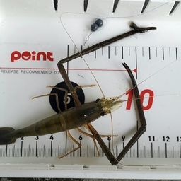 テナガエビ