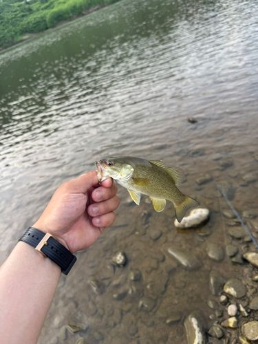 スモールマウスバスの釣果
